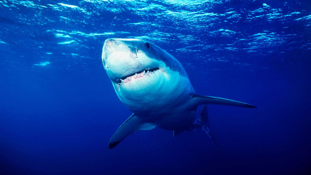 Muhteşem Yırtıcılar: Çılgın Köpekbalığı - National Geographic | Bu