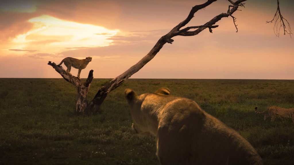 Kedi Savaşları Aslan Çitaya Karşı National Geographic Bu