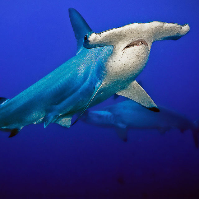 Sıra Dışı Canlılar: Köpekbalıkları