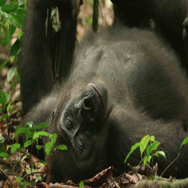 Gorillere Yakından Bakış