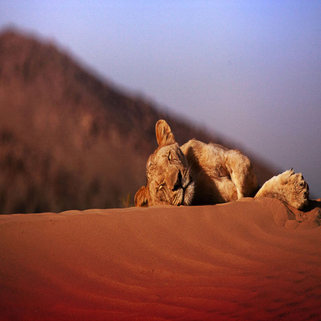 Yok Olan Krallar: Namib'in Çöl Aslanları