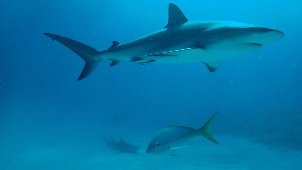Köpekbalıkları Yunuslara Karşı : Bahamalar
