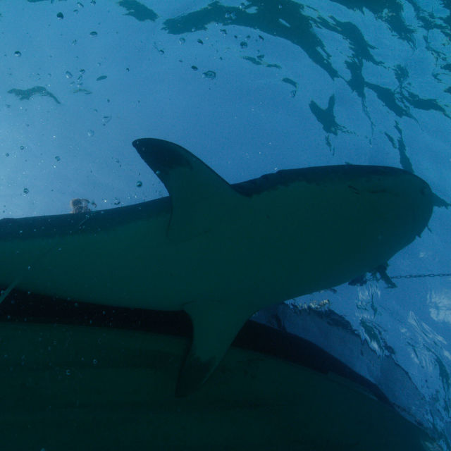 Köpekbalıkları Yunuslara Karşı: Ölümcül Savaş