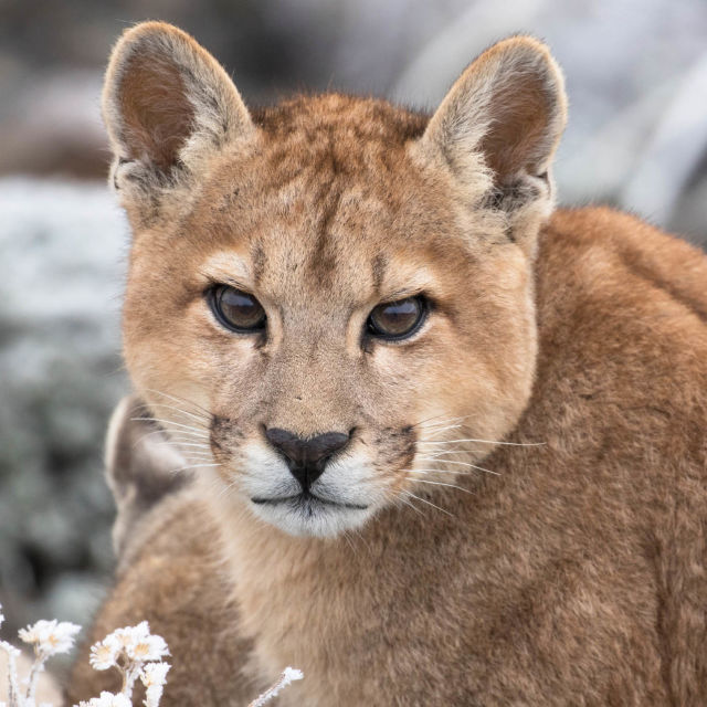 Dünyanın Sonundaki Pumalar: Yeniden Doğuş