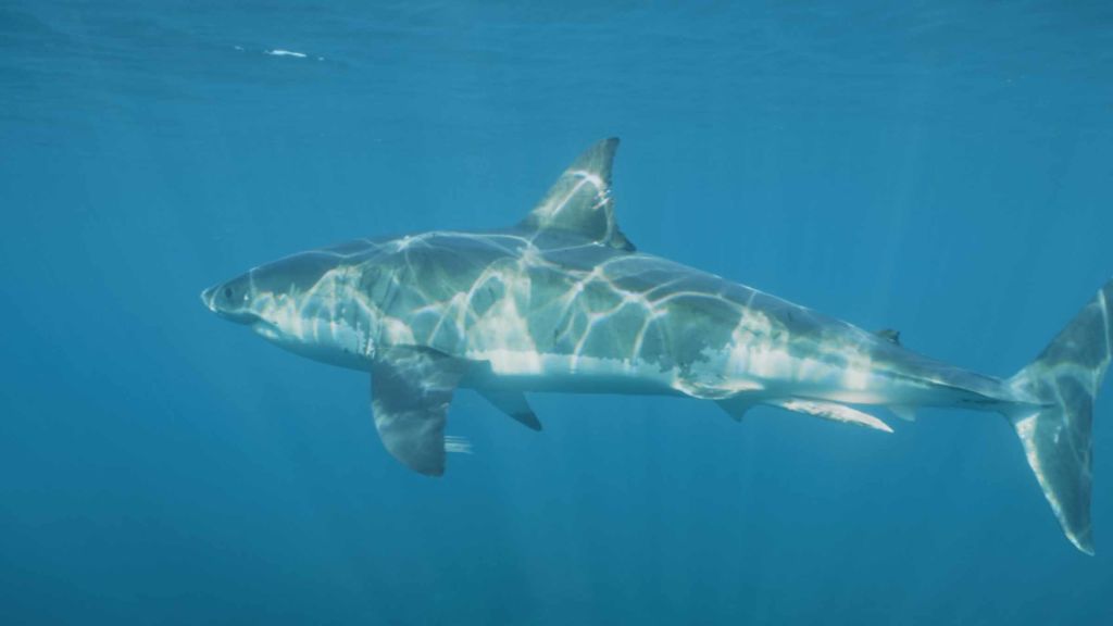 Kum Yiyen Köpekbalığı - National Geographic | Bu belgeselleri kaçırma!