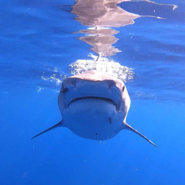 Hawaii'nin Köpekbalıkları