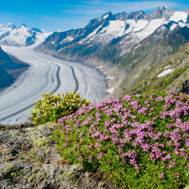 Alpler: Yüksekteki Yaşam